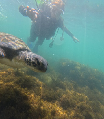 Paraíso das Tartarugas-Bombinhas必去景点