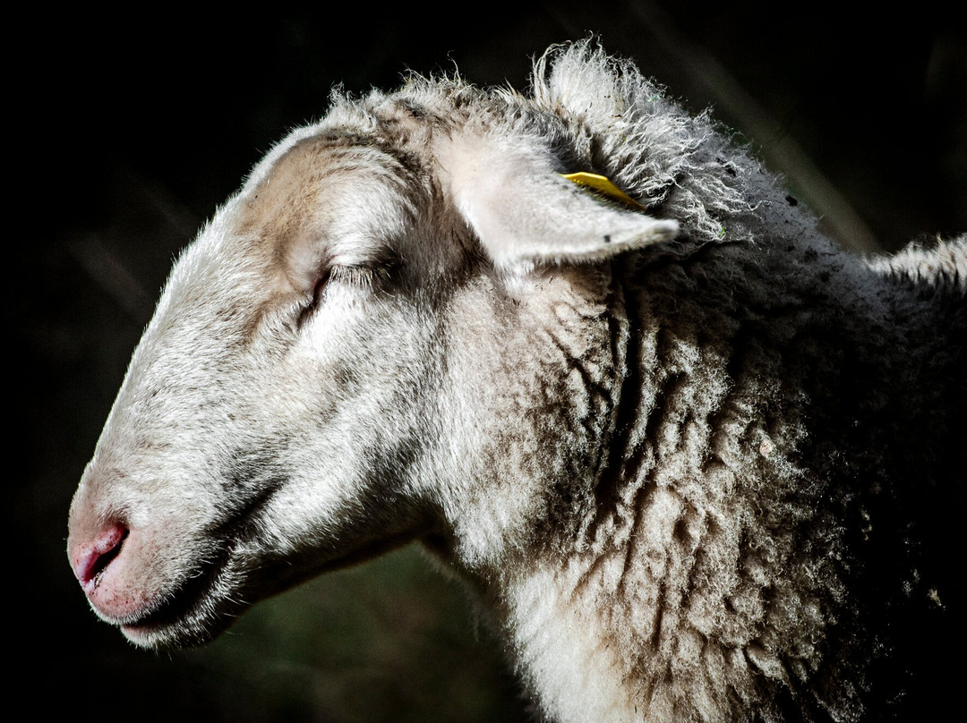 Ardelaine-Saint-Pierreville必去景点