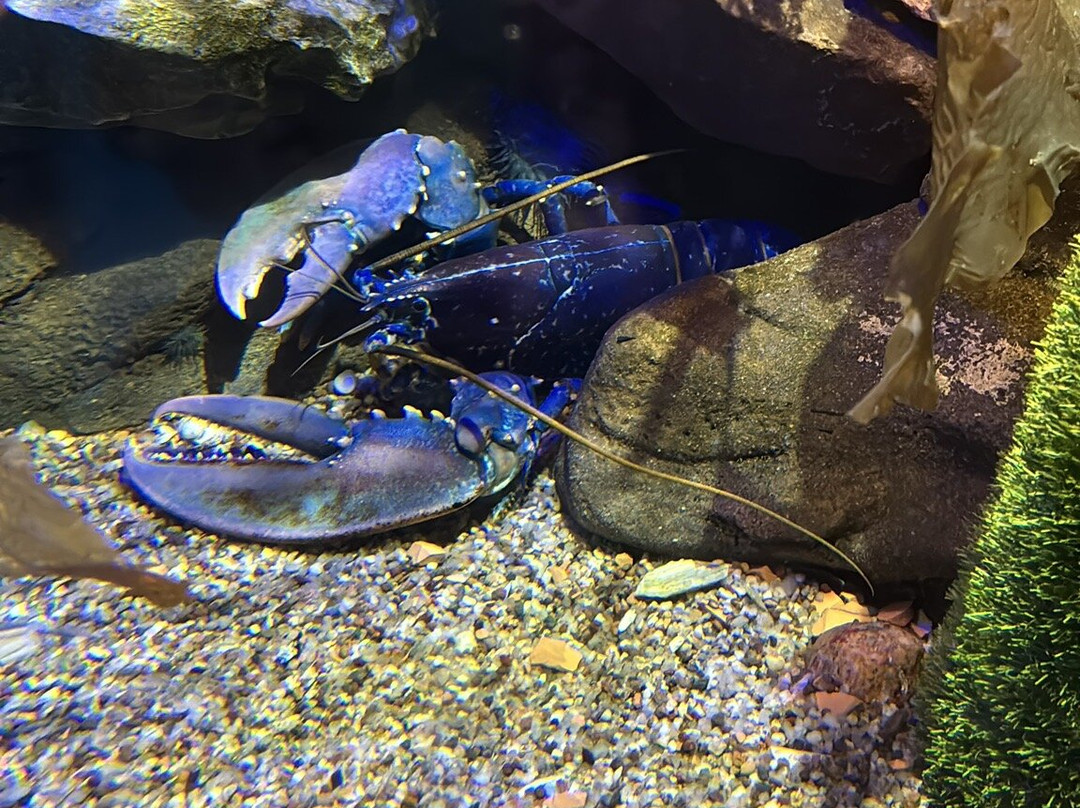 SEA LIFE Loch Lomond Aquarium-Balloch必去景点
