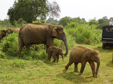 Jeep Safari With Gayan-锡吉里亚必去景点