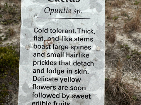 Smyrna Dunes Park-新士麦那海滩必去景点