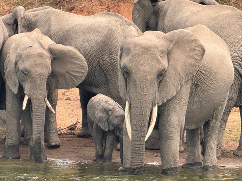 Gorilla and Adventure Safaris-Wakiso必去景点