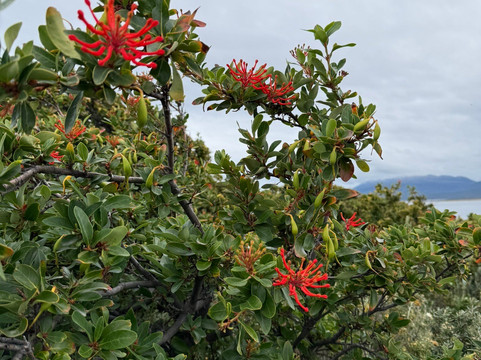 Parque del Estrecho de Magallanes-蓬塔阿雷纳斯必去景点