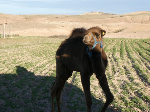 Taste of Morocco Adventures SARLAU-马拉喀什必去景点