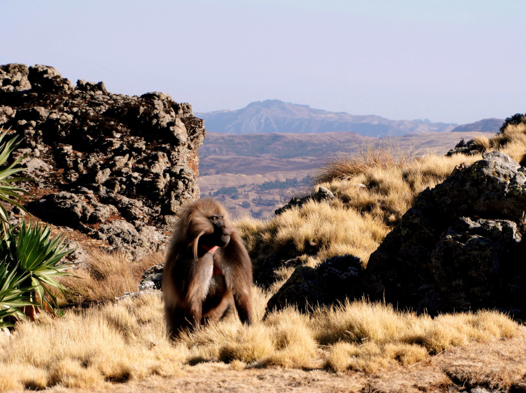 Simien Ethiopia Trekking by TAZ-Debark必去景点