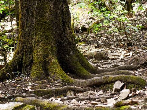 Rishikesh Day Tour-里希克虚必去景点
