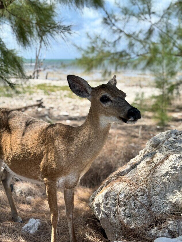 巴纳克度假村-官方
