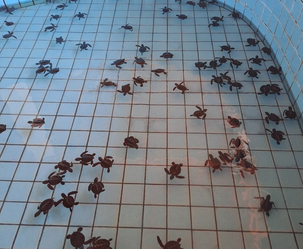 Royal Thai Navy Sea Turtle Conservation Center Phang Nga-Lam Kaen必去景点