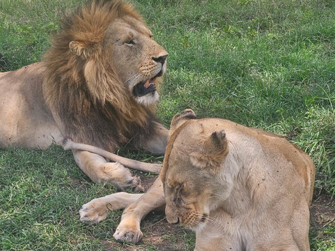 Meander Africa Safaris-内罗毕必去景点