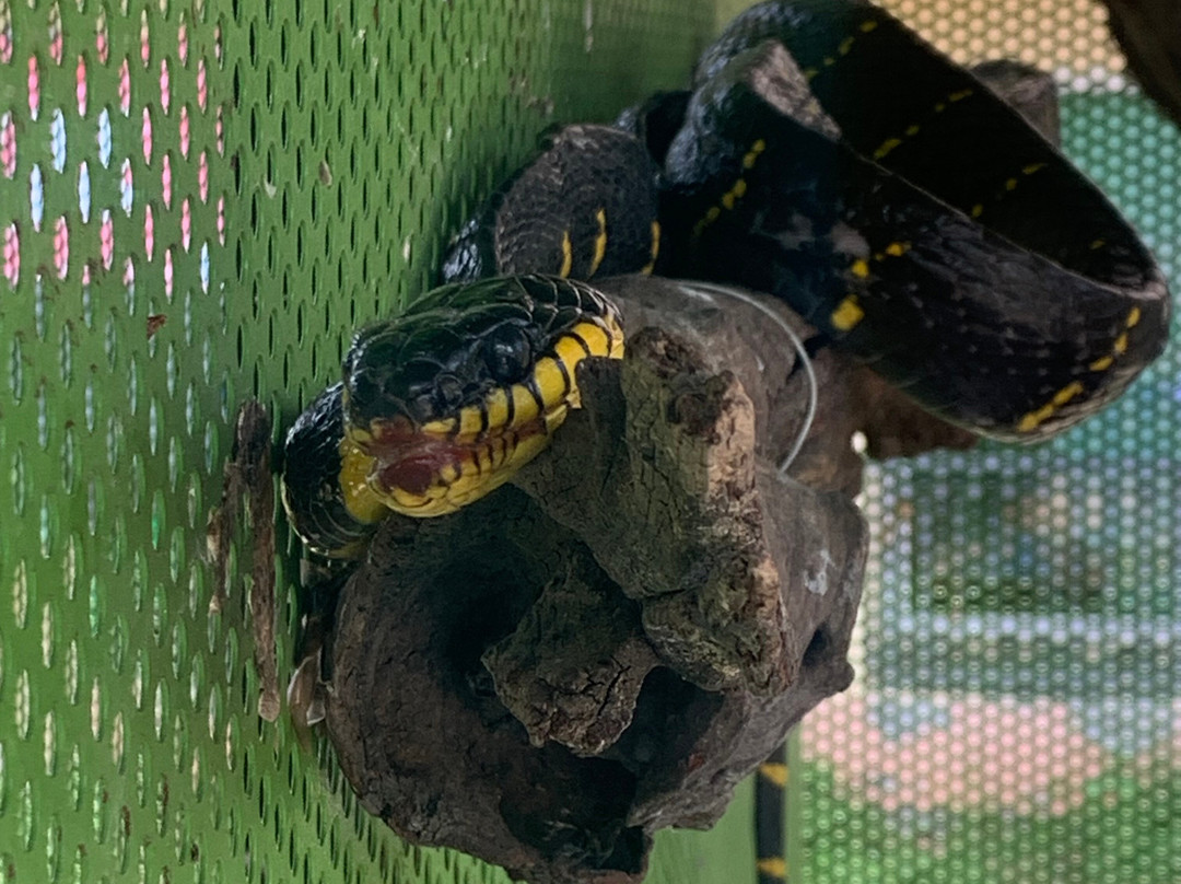 Krabi Snake Park and Kingcobra Show-奥南必去景点