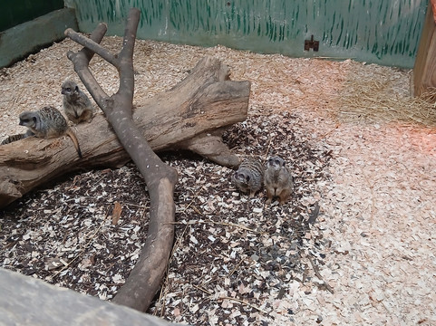 Secret Valley Wildlife Park-韦克斯福德必去景点