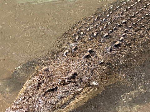 Snakes Downunder Reptile Park-Childers必去景点