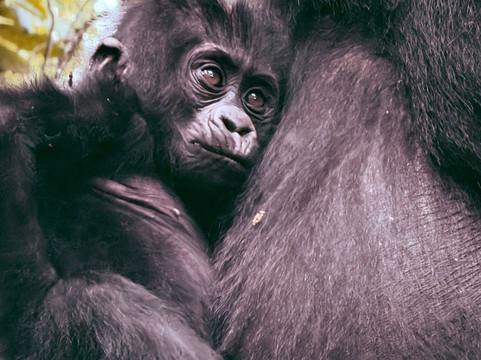 Albrieux Africa Tours Uganda Ltd-坎帕拉必去景点