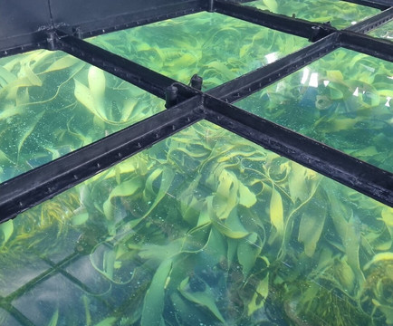 Bicheno's Glass Bottom Boat-比奇诺必去景点