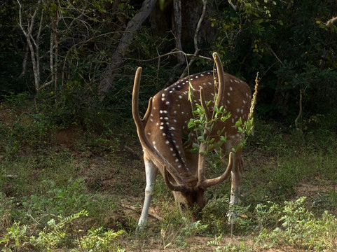 Southern Wild Safari-蒂瑟默哈拉默必去景点
