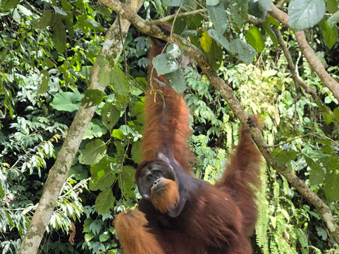 Trekking Orangutan Sumatra-武吉拉旺必去景点