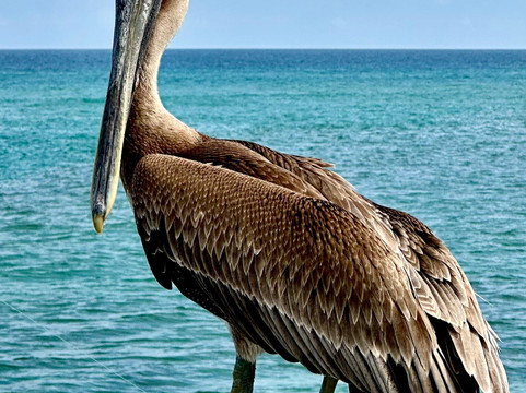 Boynton Inlet-博因顿海滩必去景点