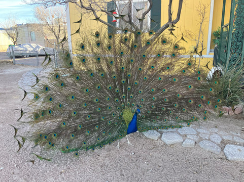 谢迪夫人住宿加早餐旅馆主图