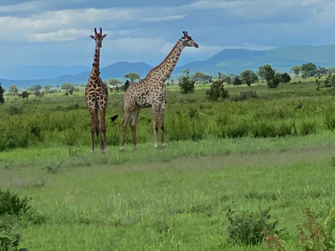 Asante Bibi Safaris And Tours-莫西必去景点