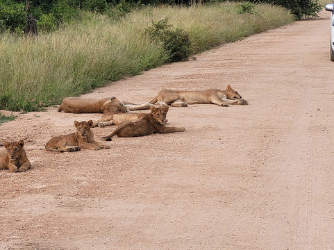 Dél-afrika-mozambik-尼斯普鲁特必去景点