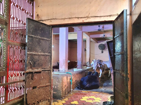 Radha Damodar Temple-Vrindavan必去景点