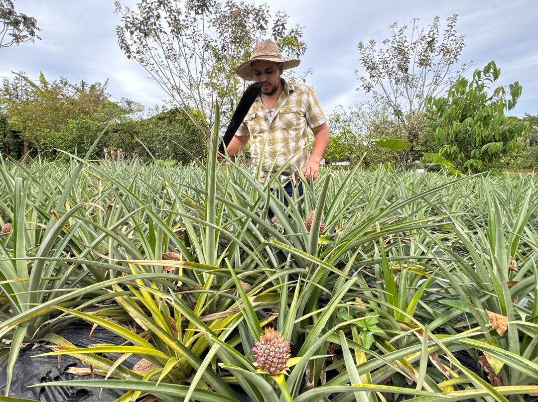 Finca Ecoorganica Sarapiqui-La Virgen必去景点