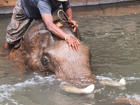 Airavata Elephant Foundation-邦隆必去景点