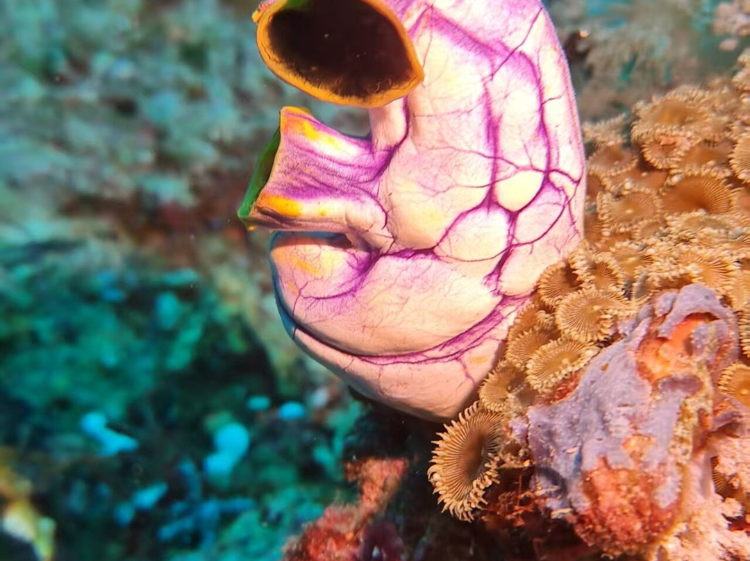 Warahnus Dive Homestay主图