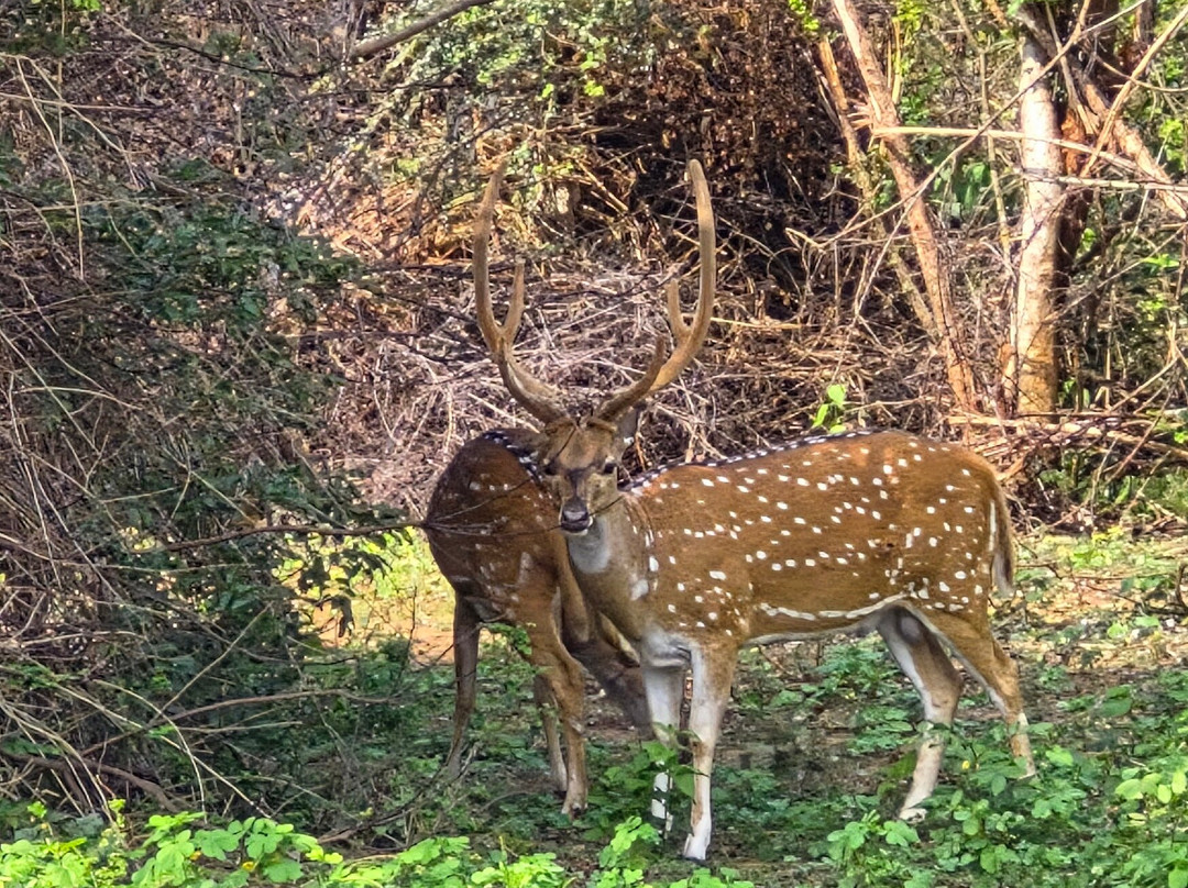 Udawalawe National Park Safari-乌达瓦拉瓦必去景点