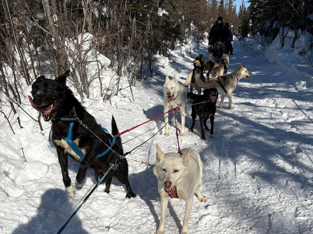 Cotter's Sled Dog Tours-费尔班克斯必去景点