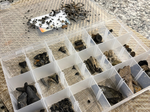 Charleston Fossil Adventures-查尔斯顿必去景点