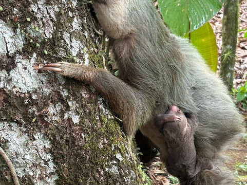 Aventuras del Sarapiqui-Chilamate必去景点