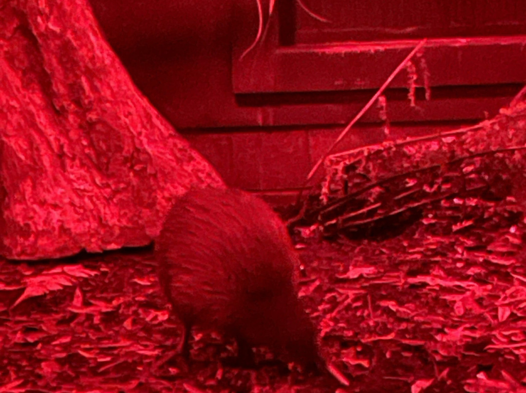 Pūkaha National Wildlife Centre-马斯特顿必去景点