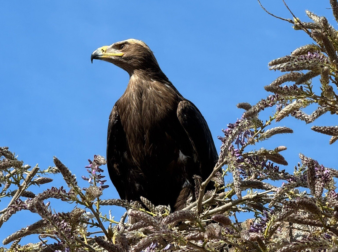 Jersey Falconry-St. John必去景点
