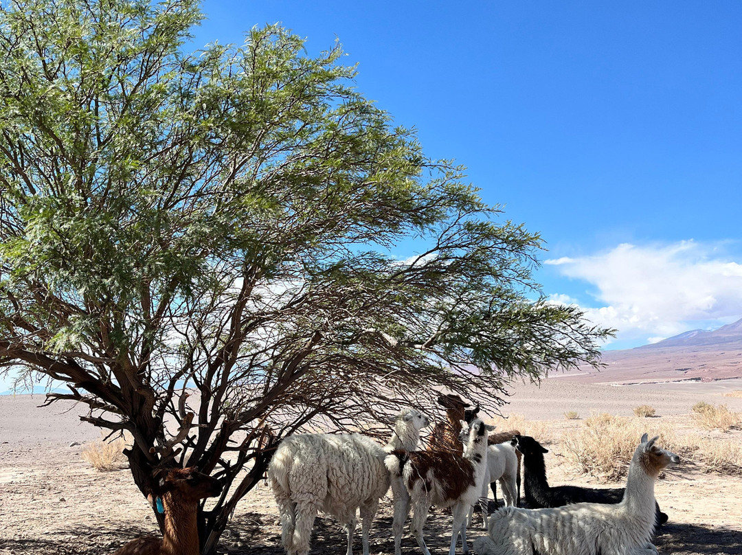 Agencia De Turismo Alabalti Atacama-圣佩德罗-德阿塔卡马必去景点
