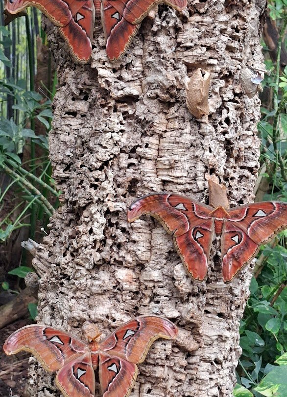 Casa delle Farfalle-Bordano必去景点
