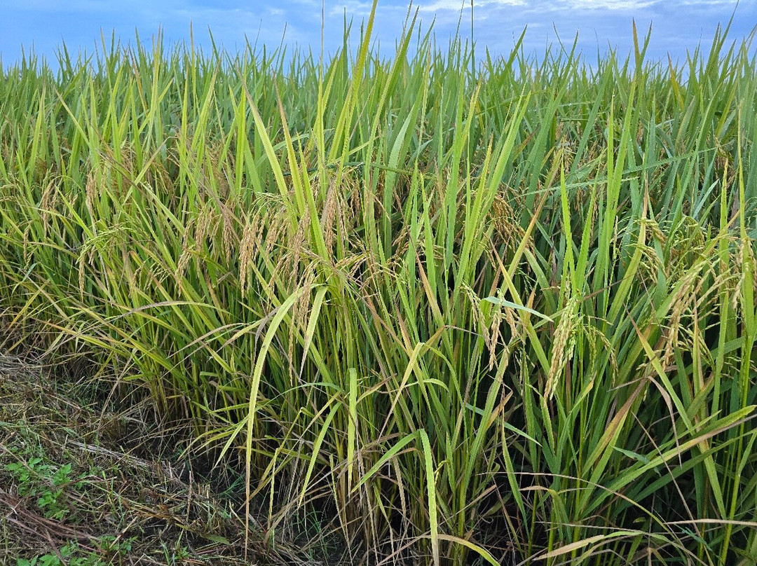 Sekinchan Paddy Field-适耕庄必去景点