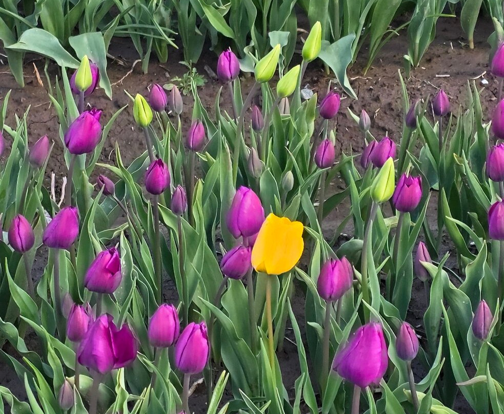 Harrison Tulip Festival-阿加斯市必去景点