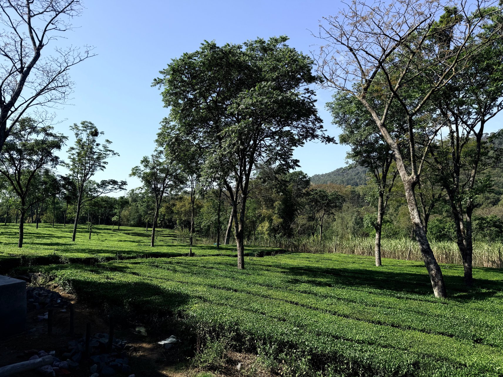 Darang Tea Estate-旅行者
