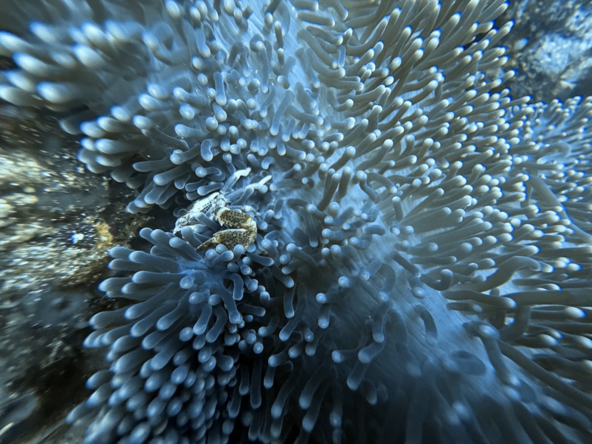 Aiyanar Beach and Dive Resort-旅行者