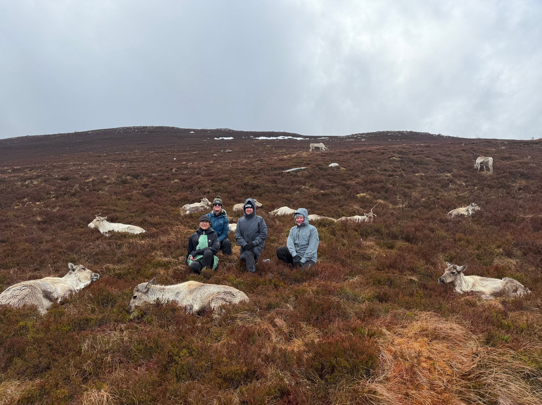 Cairngorm Reindeer Herd-Glenmore必去景点