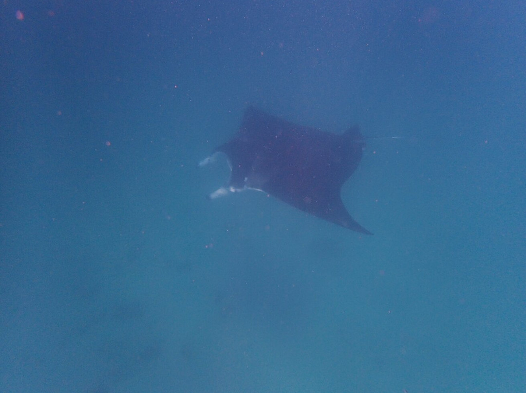 Ningaloo Reef Dive & Snorkel-珊瑚湾必去景点
