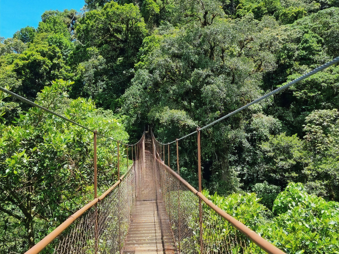 Tree Trek Boquete-波魁特必去景点
