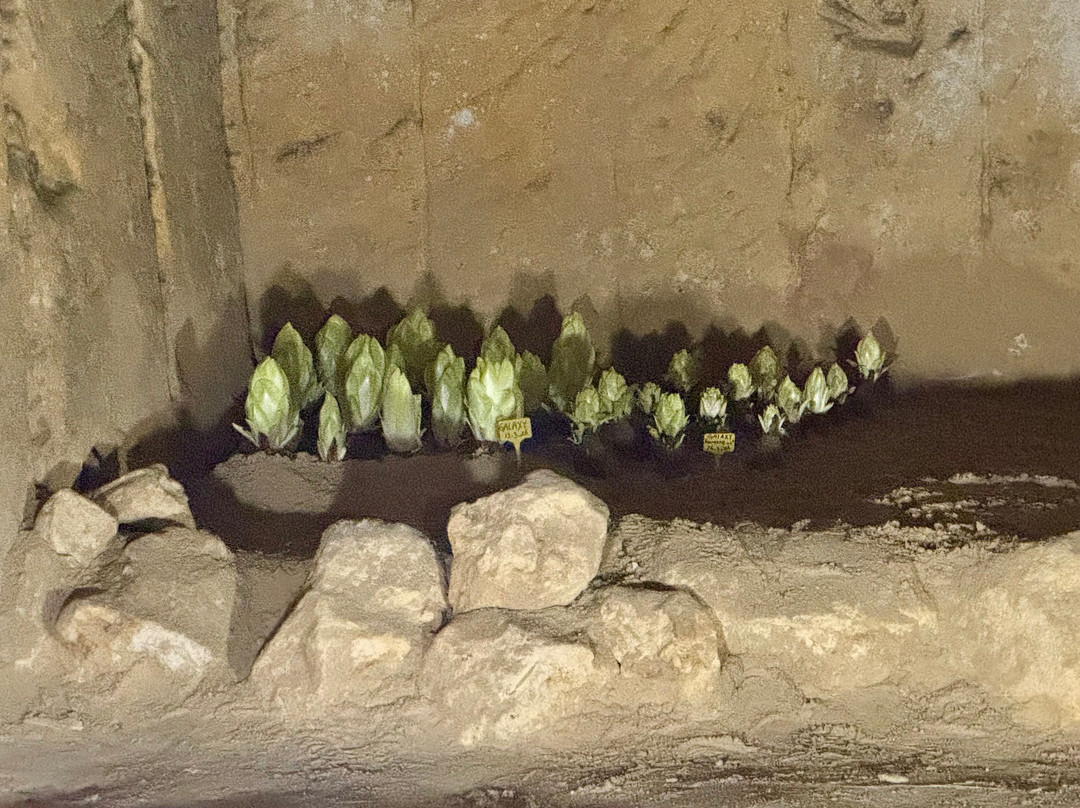 North Caves Maastricht Underground-马斯特里赫特必去景点