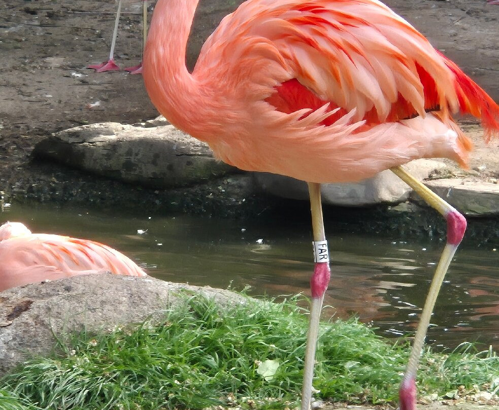 Zoo De Champrepus-Champrepus必去景点