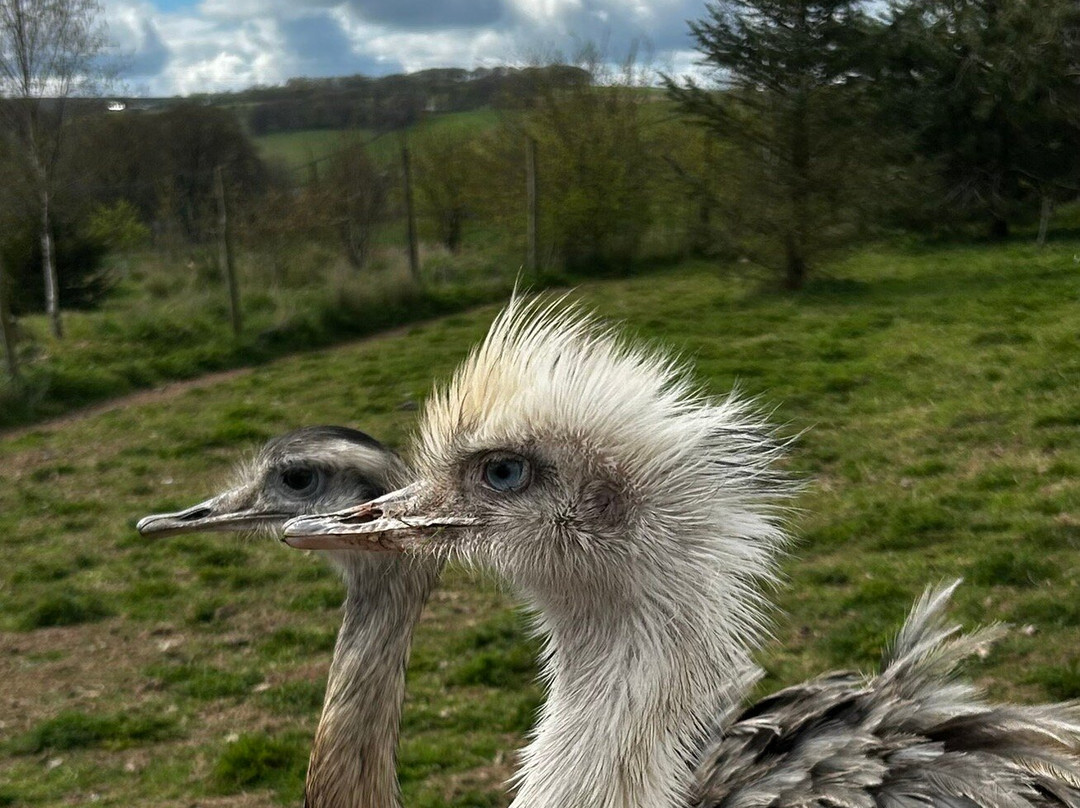 Bird Gardens Scotland Cic-Oxton必去景点