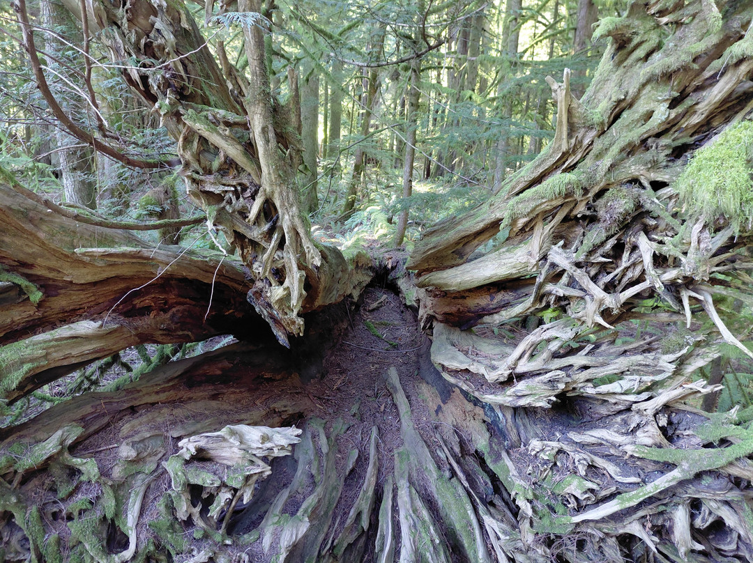 Cathedral Grove-艾伯尼港必去景点
