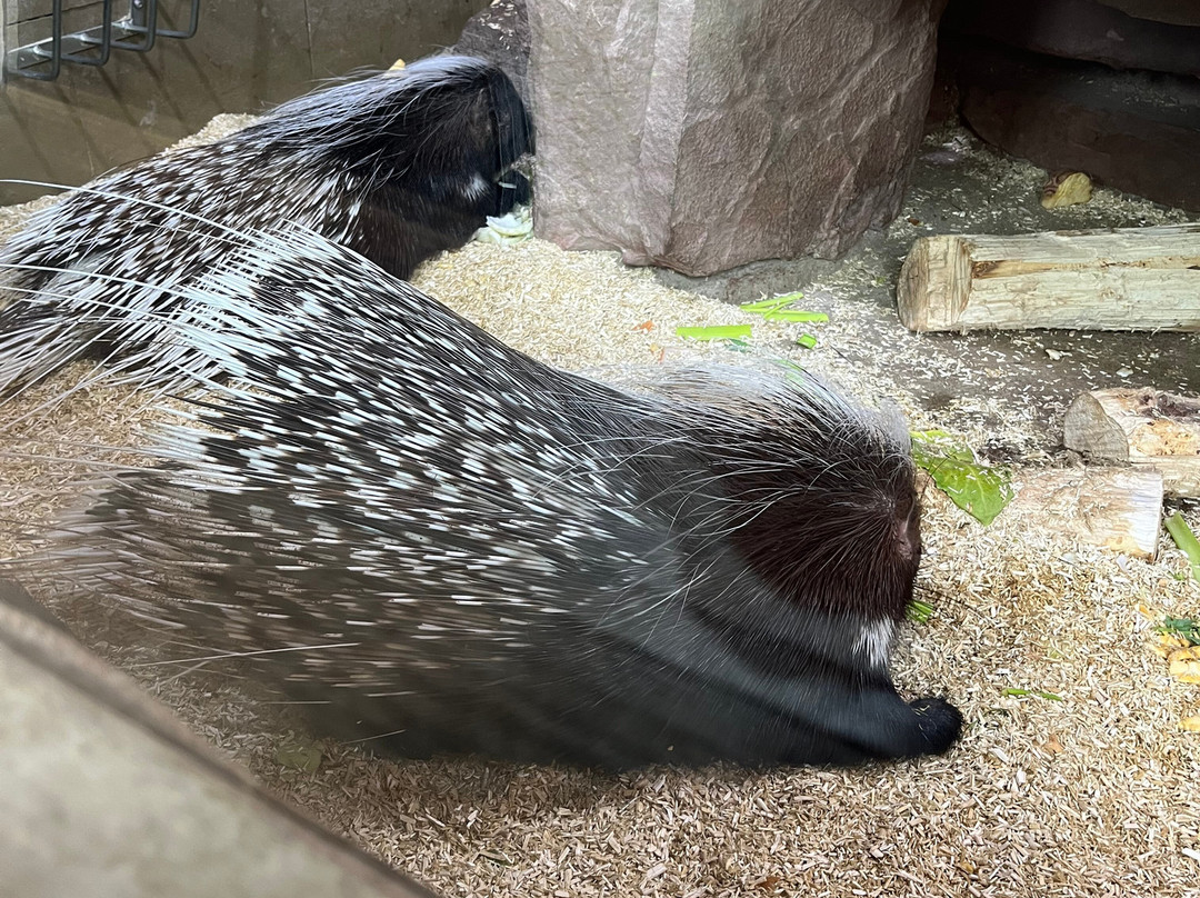 Zoologischer Garten Magdeburg-马格德堡必去景点