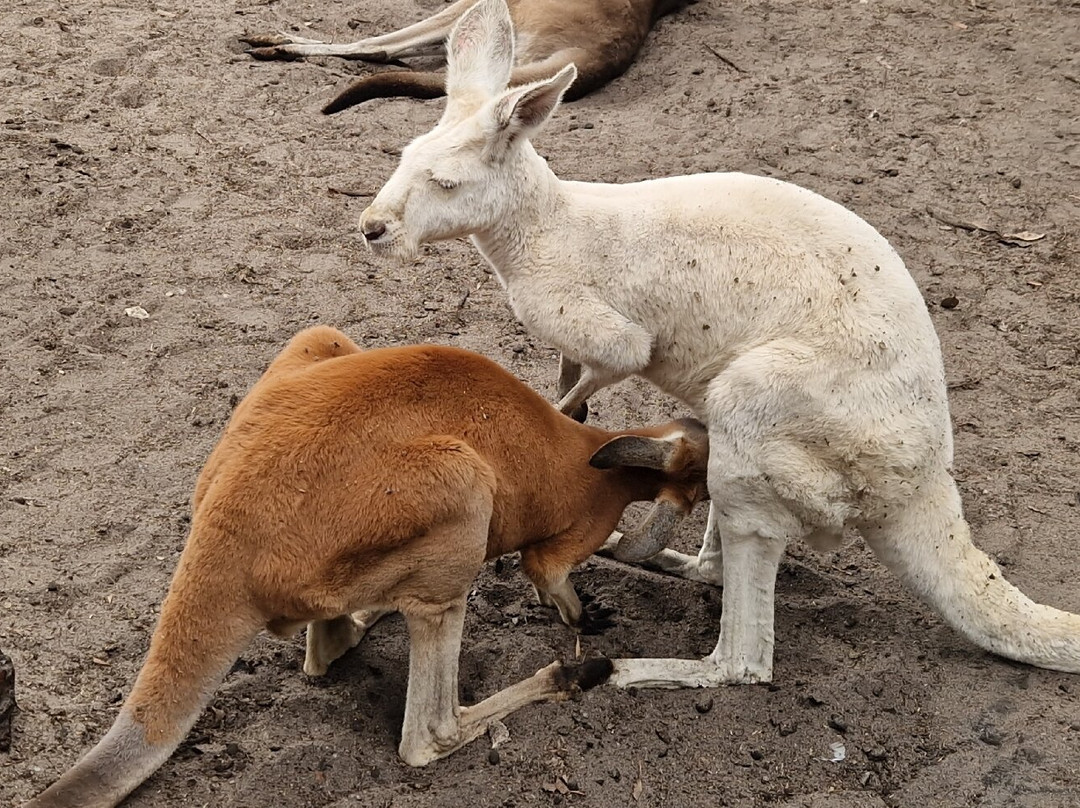Caversham Wildlife Park-怀特曼 必去景点