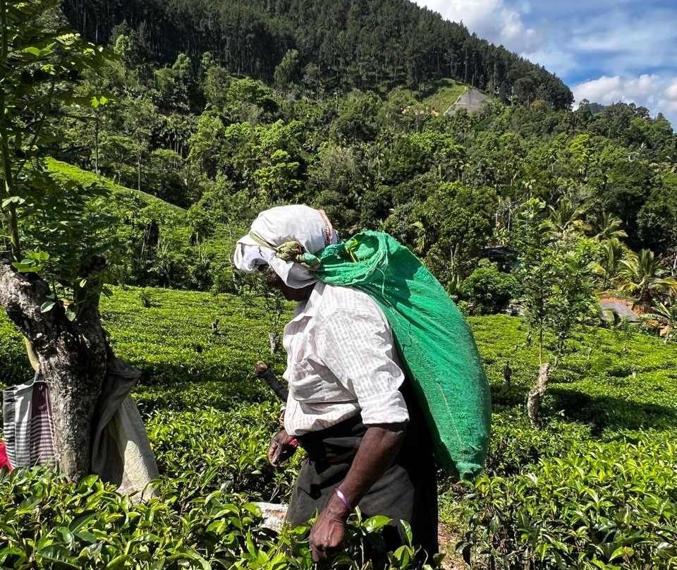 Sanjaya Tours Sri Lanka-锡吉里亚必去景点